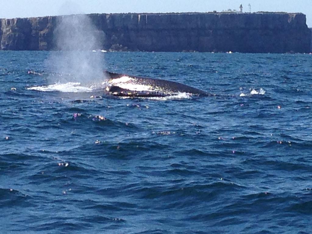 Jervis Bay Mariners Motell Huskisson Exteriör bild